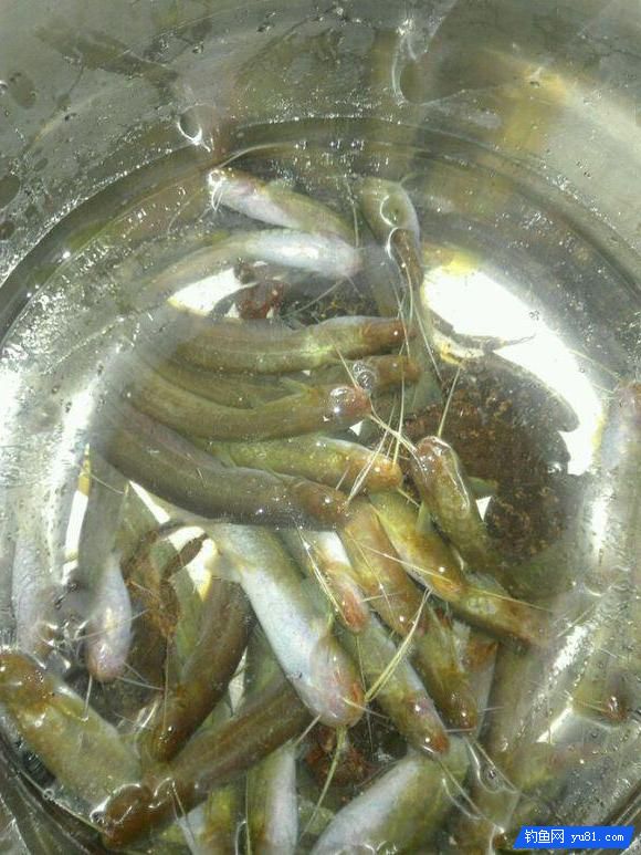 農村大哥放完牛去釣魚，一會兒就爆盆了，釣魚資源真好！