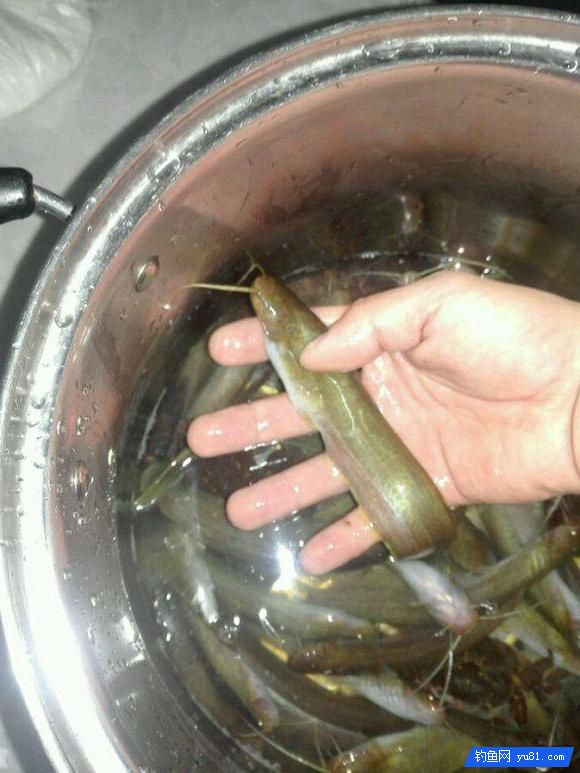農村大哥放完牛去釣魚，一會兒就爆盆了，釣魚資源真好！