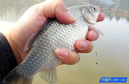 這些釣法招數不變，還談何能春釣鯽魚？