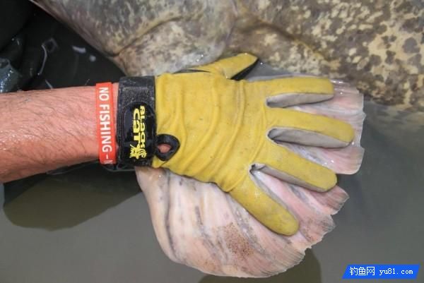 比鯊魚還大！ 130公斤“鯰魚王”出沒 3人搏斗45分鐘終釣起