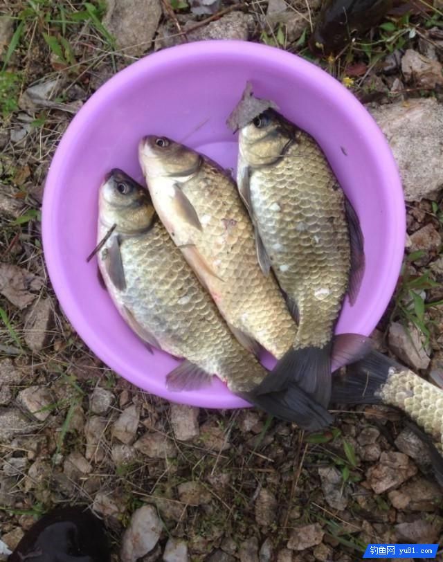 大部分釣魚人都不吃這種魚，它卻經常出現在飯店里