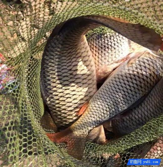 大部分釣魚人都不吃這種魚，它卻經常出現在飯店里