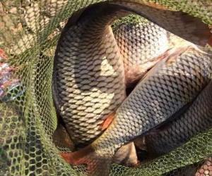 大部分釣魚人都不吃這種魚，它卻經常出現在飯店里