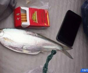 它是最好的魚種之一, 一次能釣上百條