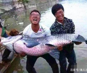 按這方法釣，就連小白也能連竿不斷