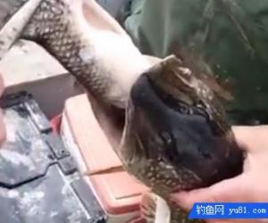 河中釣魚意外“一箭雙雕”，男子說這種情況十年難得一見！