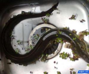 被釣上來的海鰻, 兇猛咬鉤, 活像一頭不甘就擒的猛獸