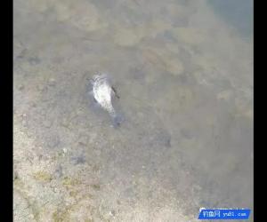 釣上的魚為何要踩死了再扔？究竟是什么原因