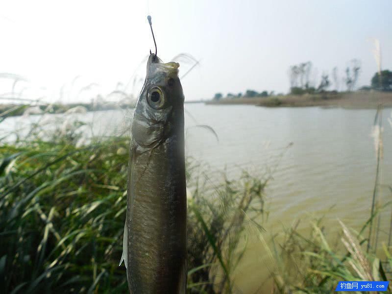 秋釣小河“餌料對了口，魚兒釣滿簍”