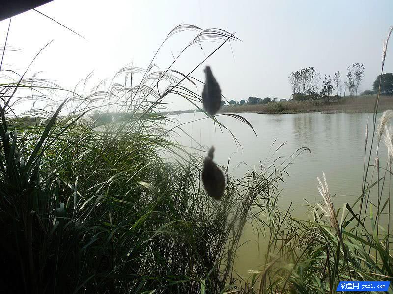 秋釣小河“餌料對了口，魚兒釣滿簍”
