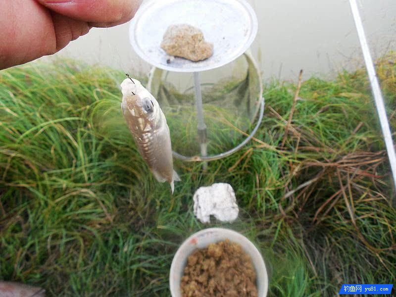 秋釣小河“餌料對了口，魚兒釣滿簍”