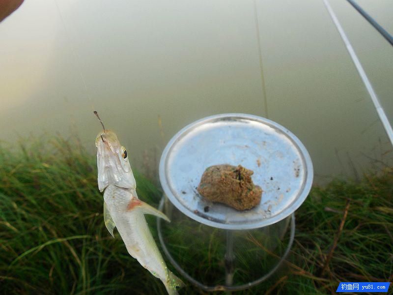 秋釣小河“餌料對了口，魚兒釣滿簍”