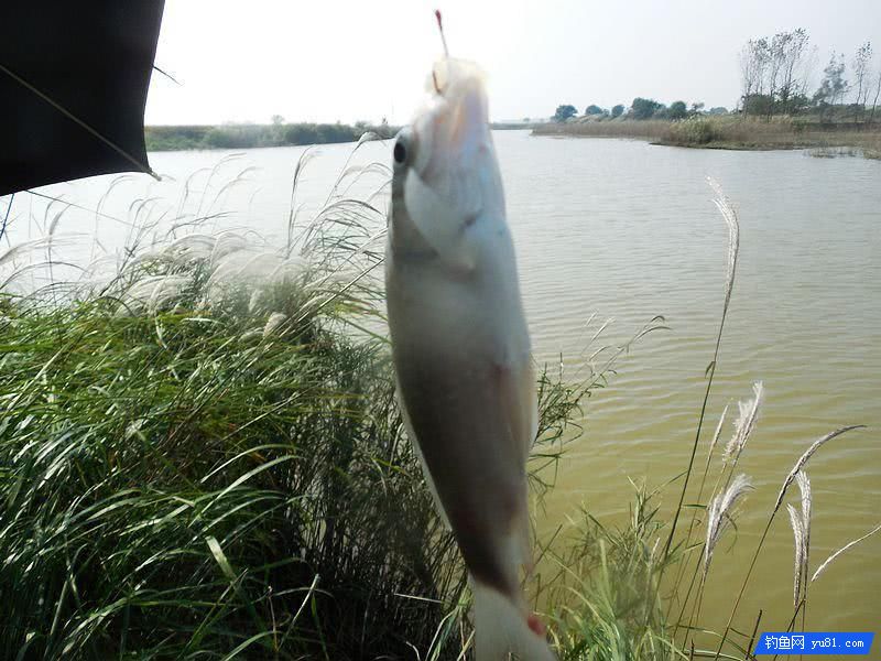 秋釣小河“餌料對了口，魚兒釣滿簍”