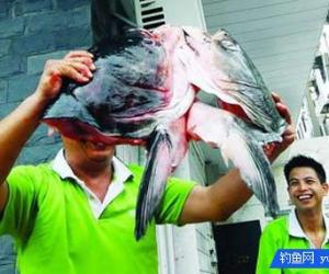男子釣到65斤大魚續：50個釣友赴約吃魚宴