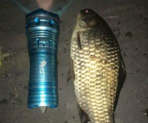 上海最近天氣適合釣魚，鯽魚個頭都不小！