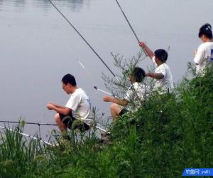 簡單一學就會的釣白條魚絕招，掌握了讓你飛竿不停
