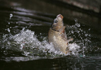 垂釣對象魚視頻