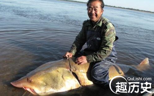 巨型塘鲺吃人_巨型塘鲺魚_巨型塘鲺