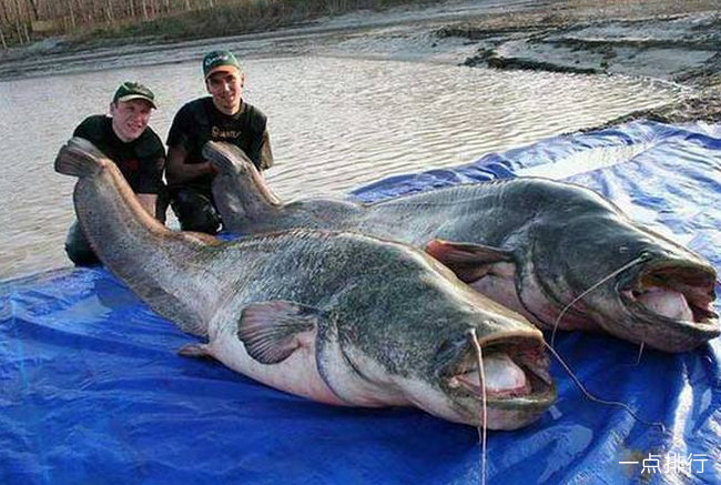 如何開啟手機勿擾模式_湄公河鯰魚_回到古代當皇子介紹