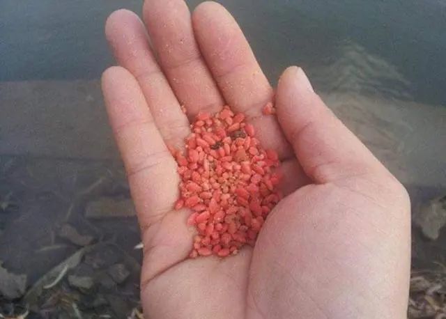 釣鰱鳙的習性和區別，你知道嗎？！