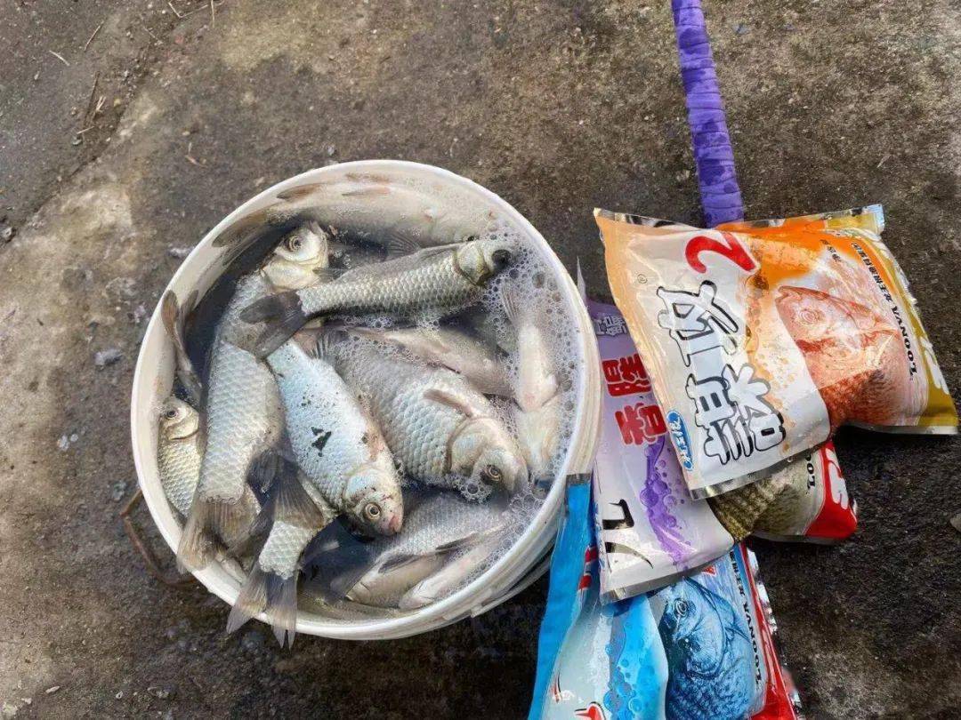 釣鰱鳙餌料_釣鰱鳙的餌料配方大全_野釣鰱鳙餌料