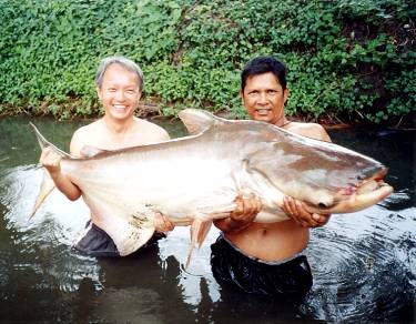 湄公河鯰魚 17個國家科學家將研究世界最大淡水魚種類