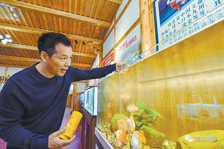 金魚品種 匠心培育，保種提檔次福州已有400多年養殖歷史