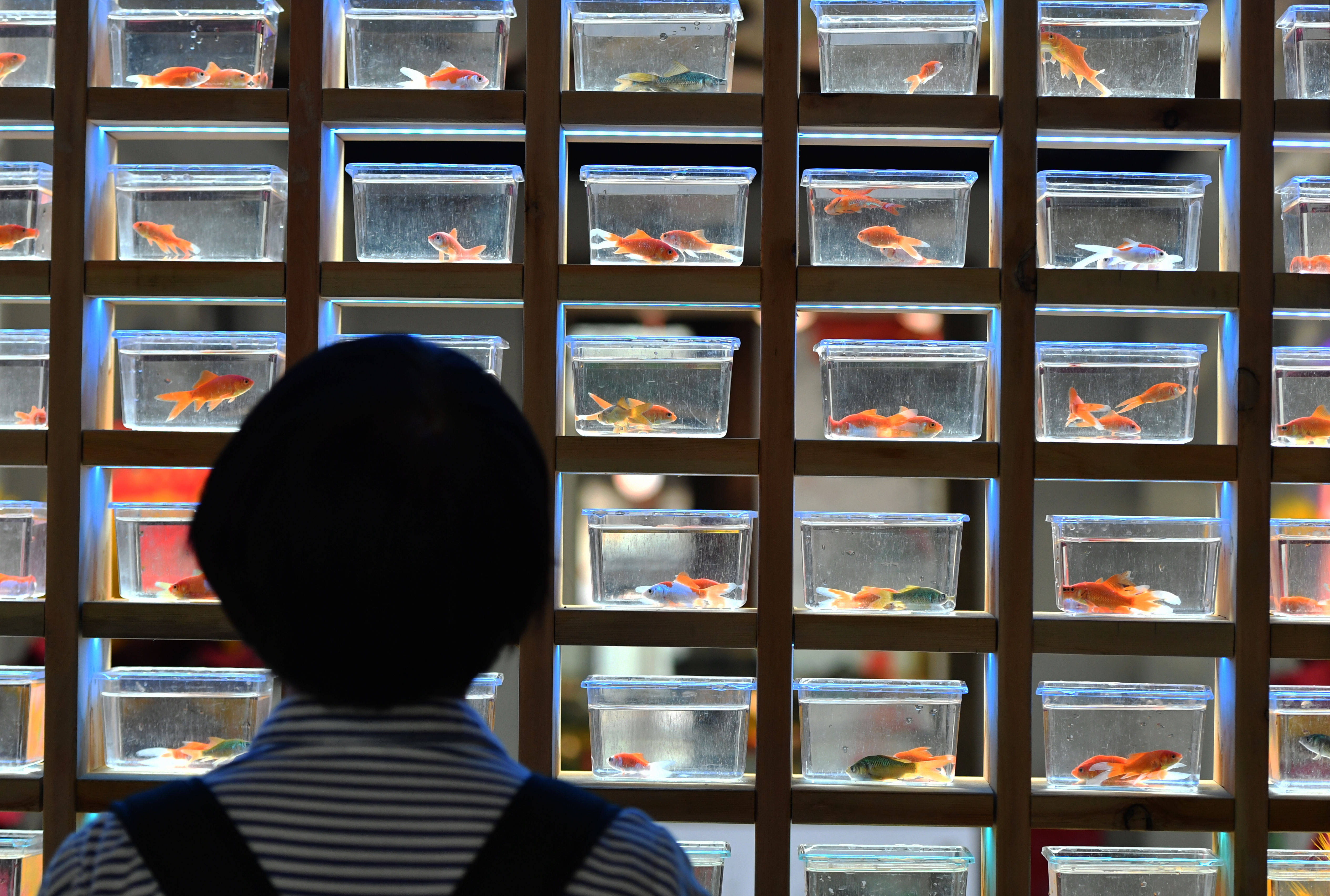 金魚品種有哪些_金魚品種大全及圖解_金魚品種