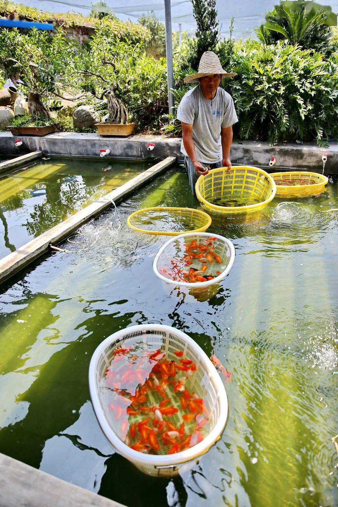 金魚品種大全及圖解_金魚品種_金魚品種有哪些