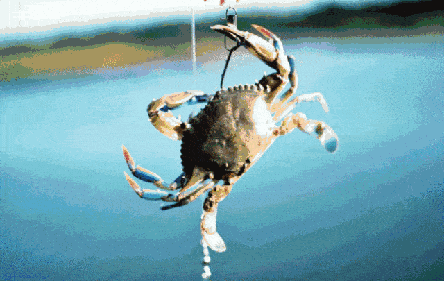 釣蝦技巧_蝦池釣蝦技巧_釣蝦場釣蝦技巧