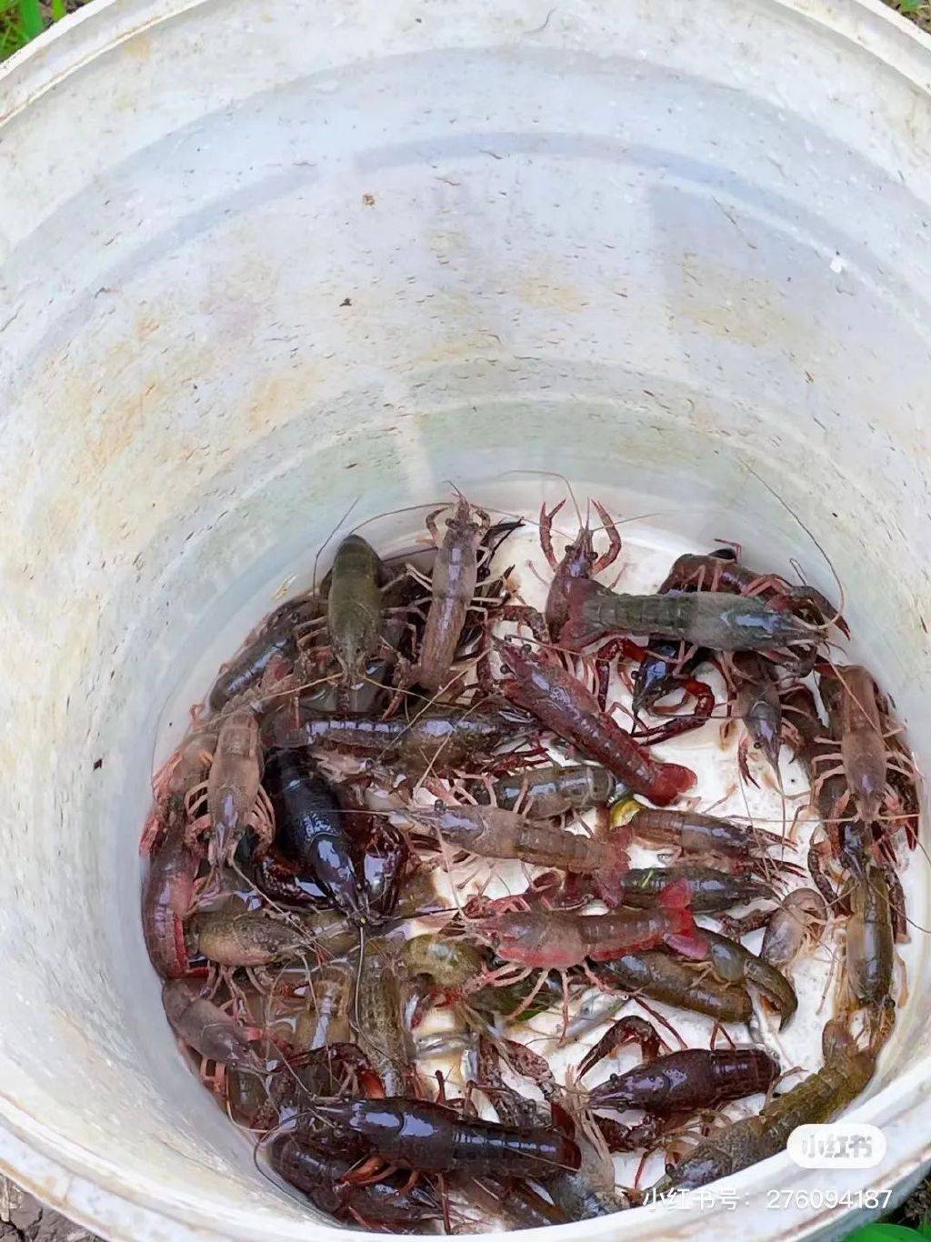 釣蝦場釣蝦技巧_蝦池釣蝦技巧_釣蝦技巧