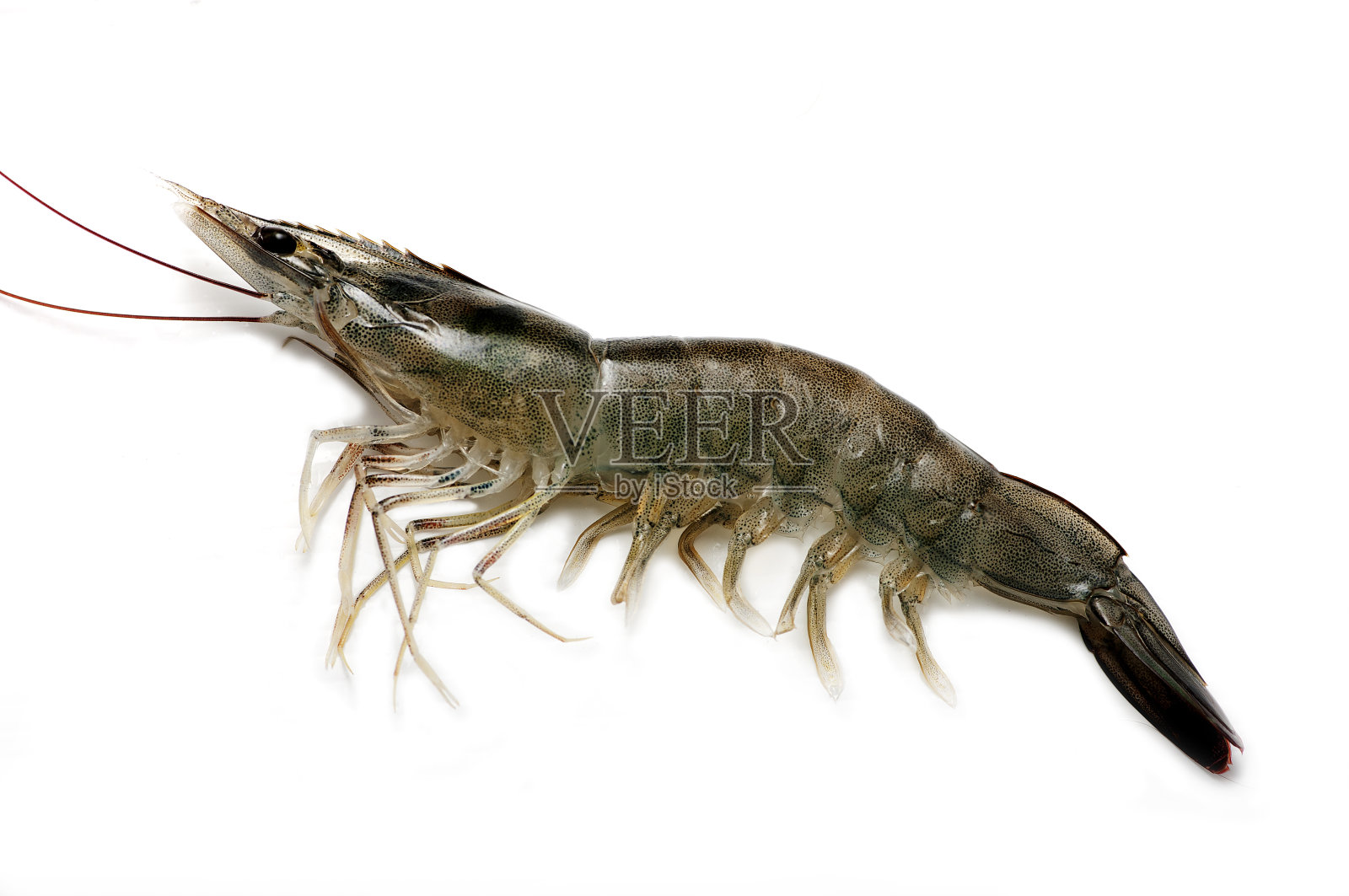 金龍魚魚苗 這里有巴西最大、最著名的魚市啊！