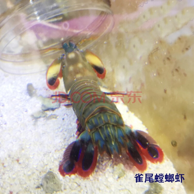 金龍魚魚苗多久能長大_金龍魚魚苗多少錢_金龍魚魚苗