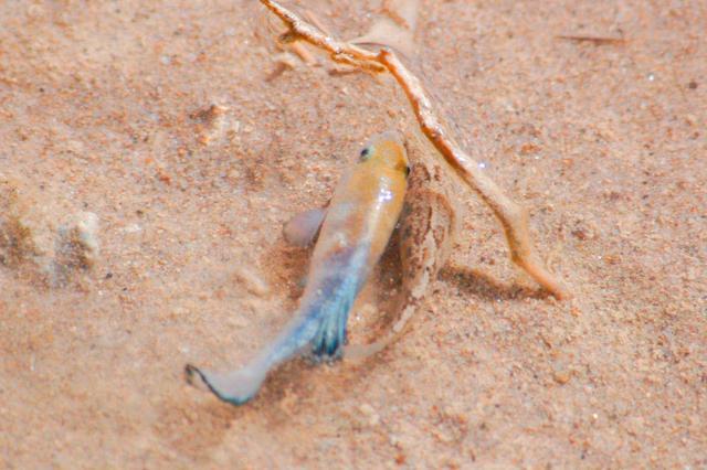 金龍魚魚苗多久能長大_金龍魚魚苗_金龍魚魚苗多少錢