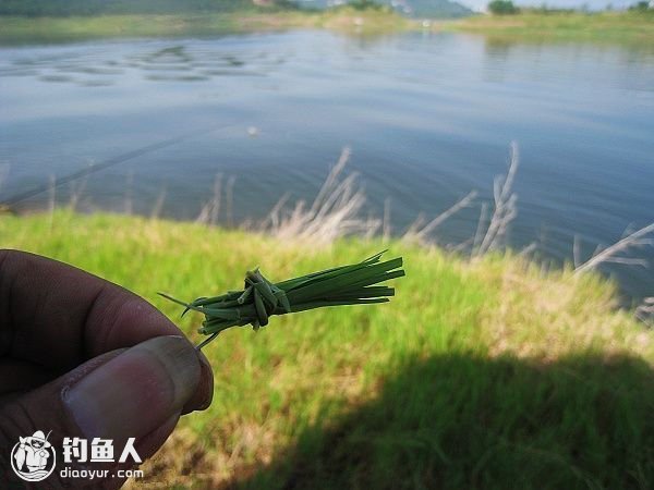 釣草魚技巧方法圖解_釣草魚技巧方法視頻_釣草魚的方法和技巧