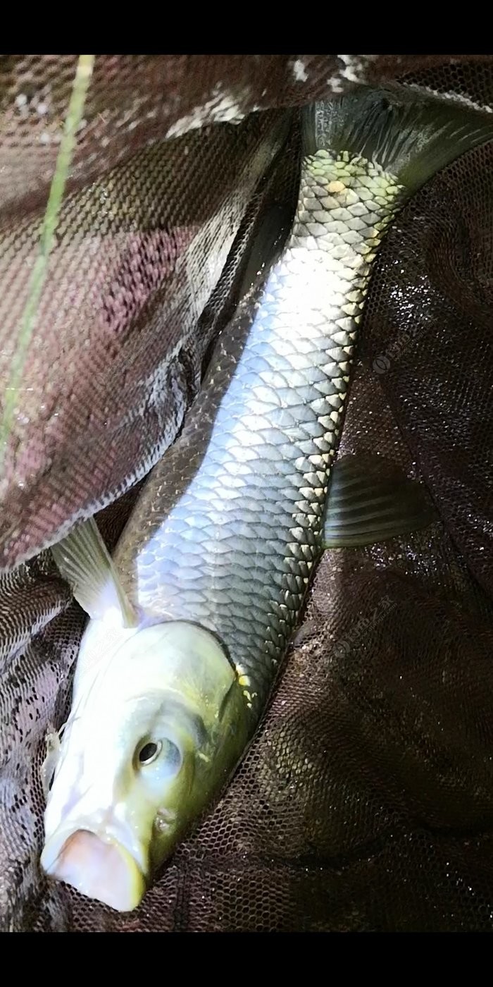 釣草魚的方法和技巧_釣草魚技巧方法視頻_釣草魚技巧方法大全