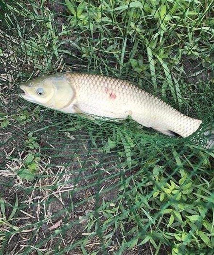 釣草魚技巧方法大全_釣草魚的方法和技巧_釣草魚技巧方法視頻