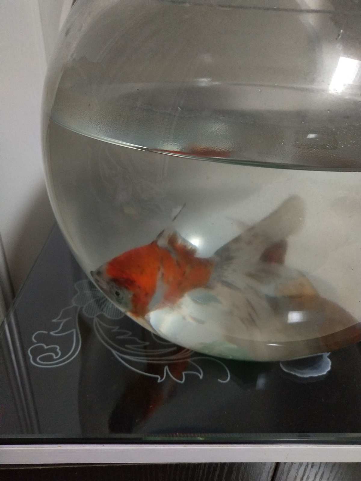 小金魚吃什么東西最好？小金魚怎么養？