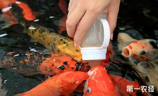 小金魚怎么養_金魚養小的好還是大的好_金魚養小魚