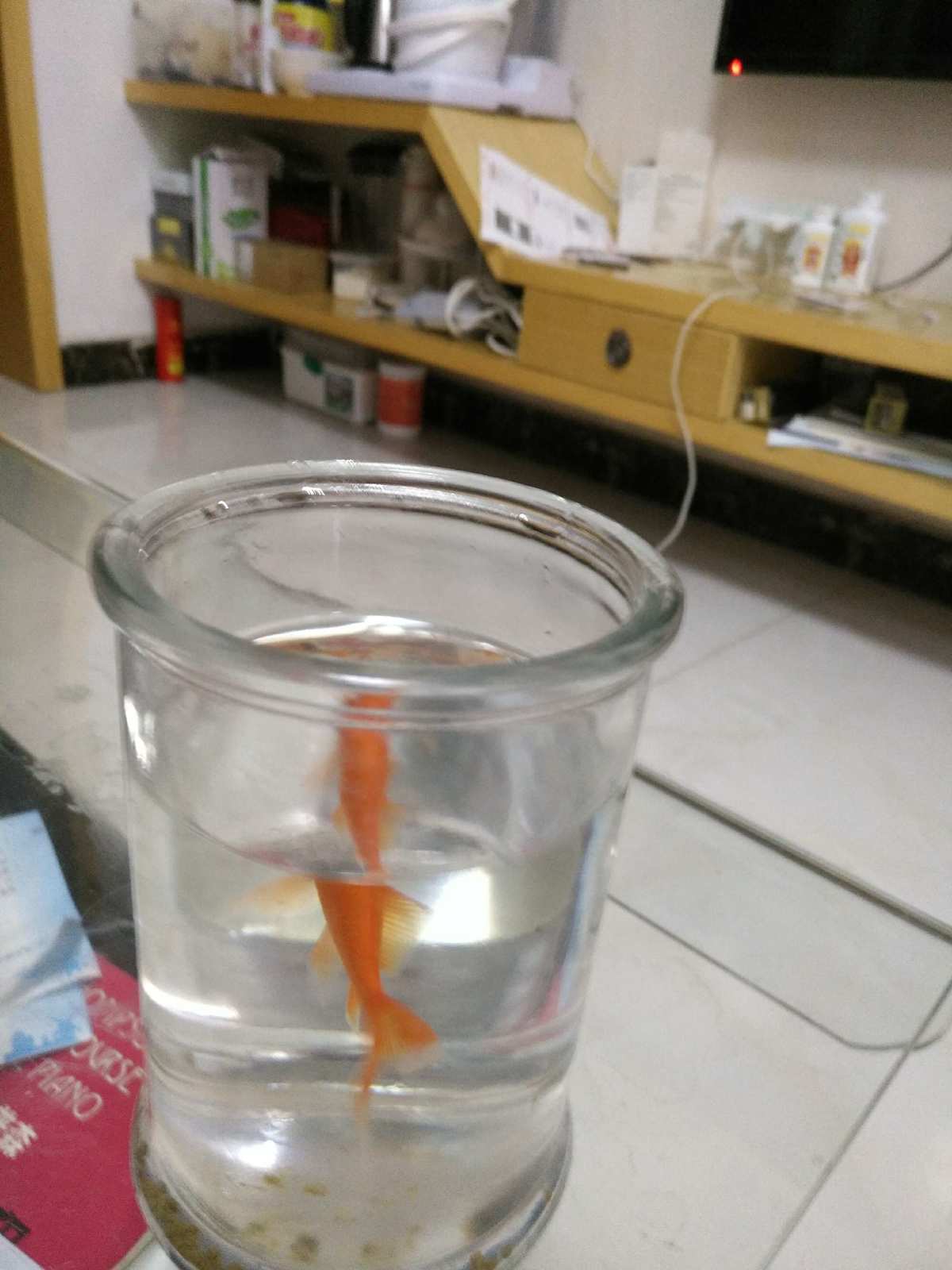 小金魚怎么養_金魚養小的好還是大的好_金魚養小魚