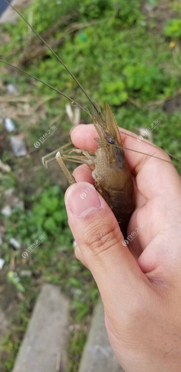釣蝦館釣蝦技巧_釣蝦技巧_釣蝦場釣蝦技巧