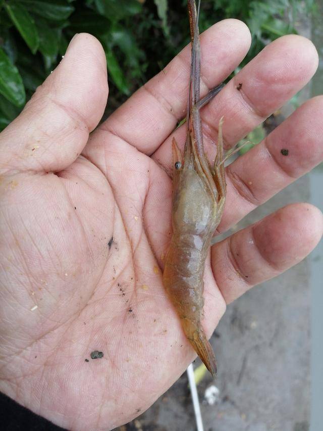 釣蝦館釣蝦技巧_釣蝦技巧_釣蝦場釣蝦技巧