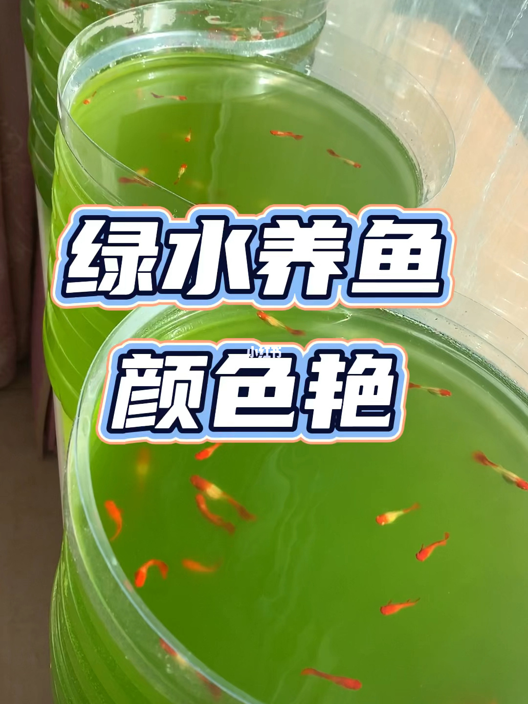 魚缸長藻的產生條件和爆發原因陽光為主要原因