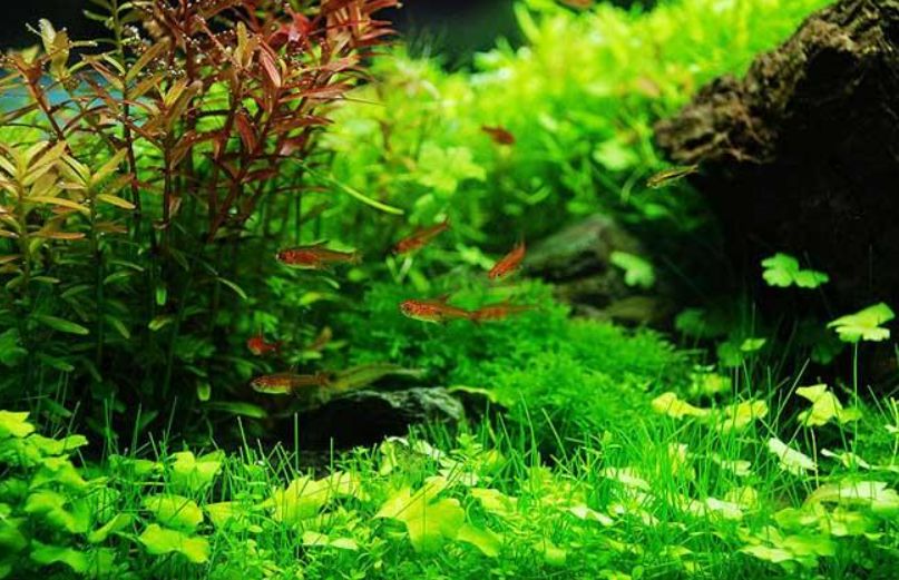 十大養不死的觀賞魚不用加氧_加氧后魚死了_魚打氧全死了