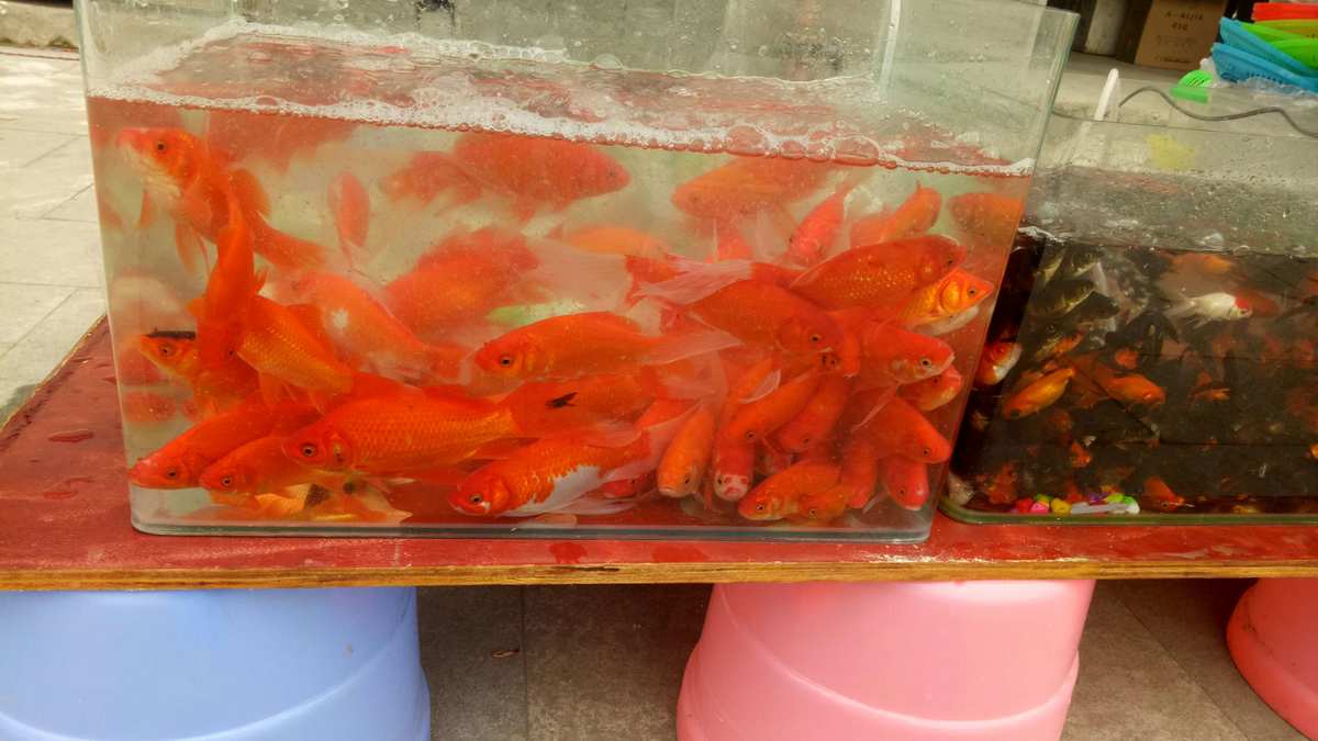 養金魚怎么養活，養好金魚六大要點，養魚人必讀