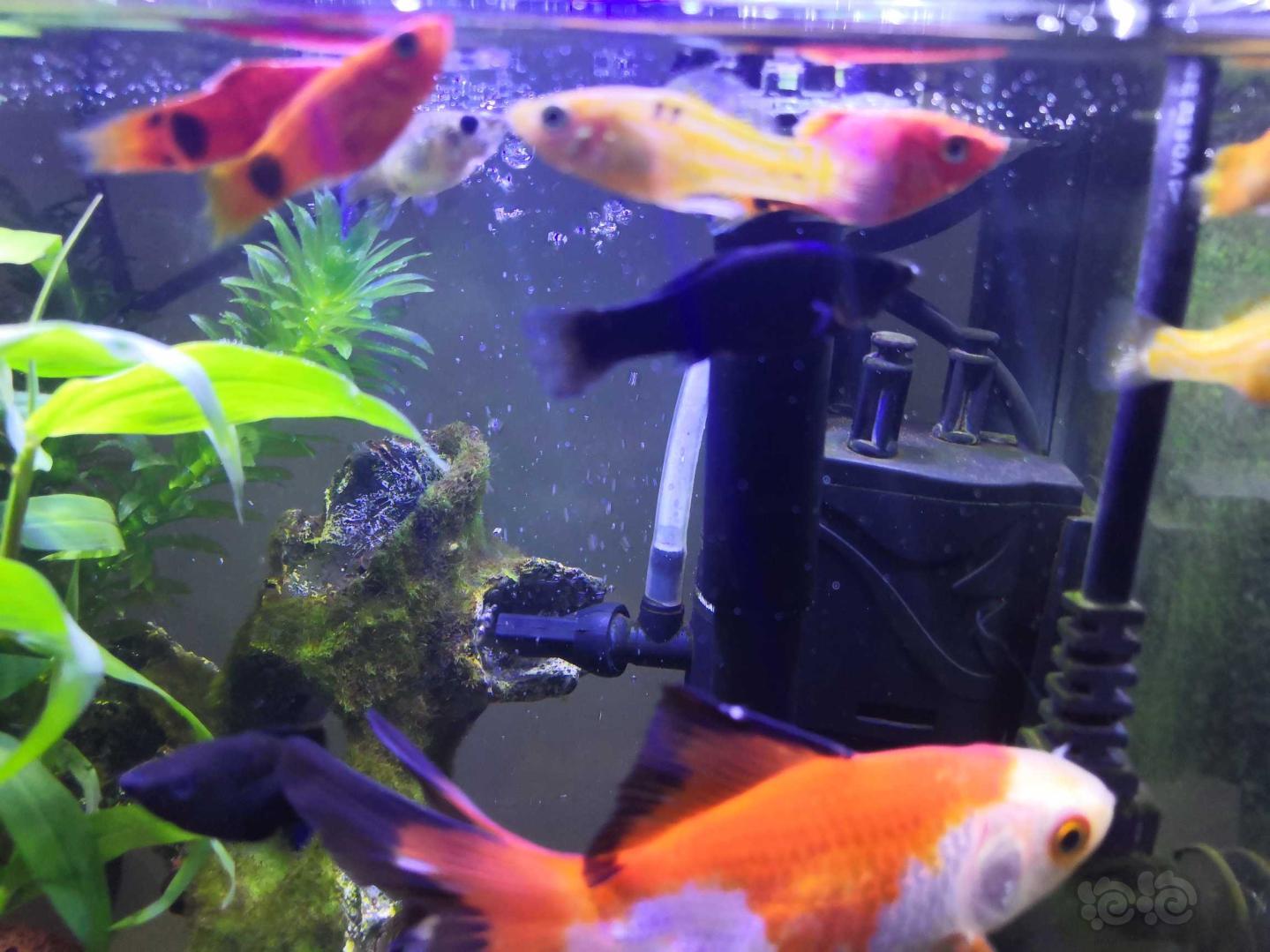 小金魚怎么養_金魚養小的好還是大的好_金魚養小金魚是怎么養的