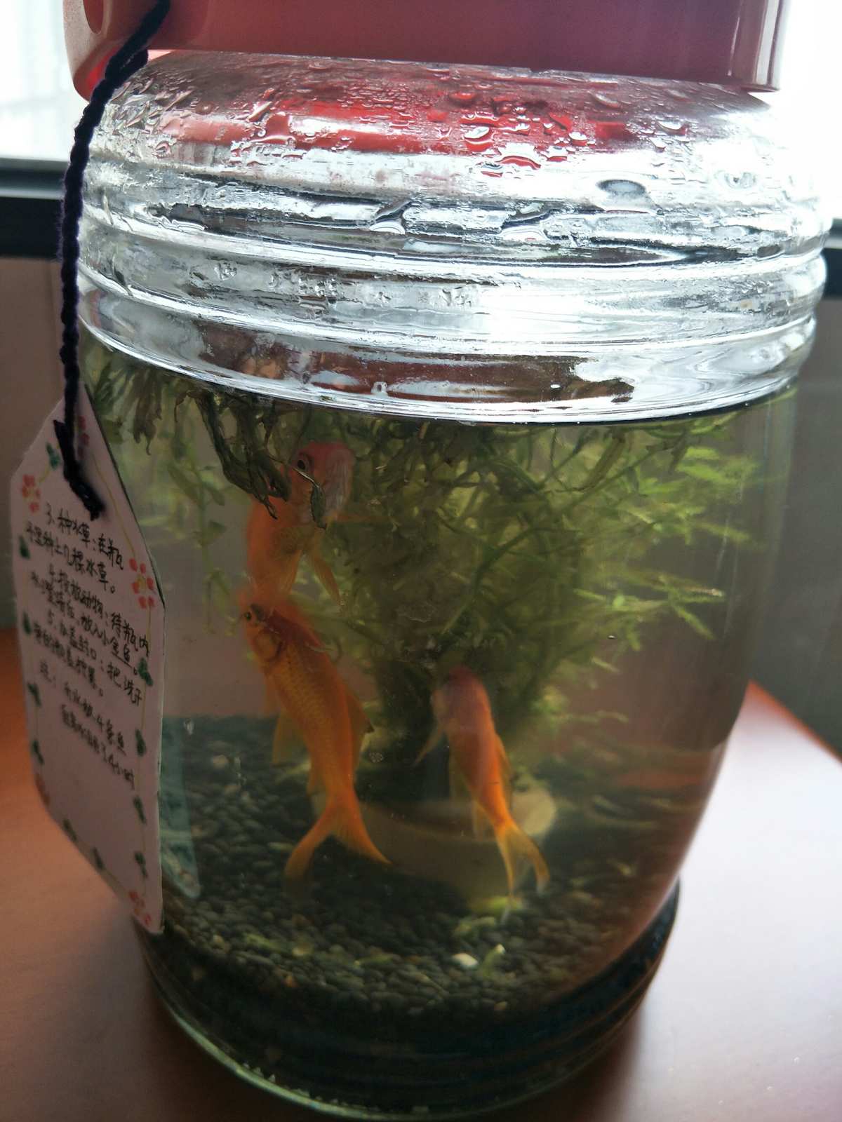 金魚養小的好還是大的好_金魚養小金魚是怎么養的_小金魚怎么養