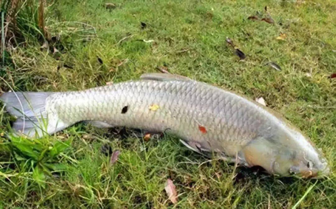 釣草魚技巧方法大全_釣草魚的方法和技巧_釣草魚技巧方法視頻