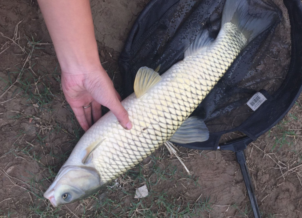 釣草魚技巧方法大全_釣草魚技巧方法視頻_釣草魚的方法和技巧