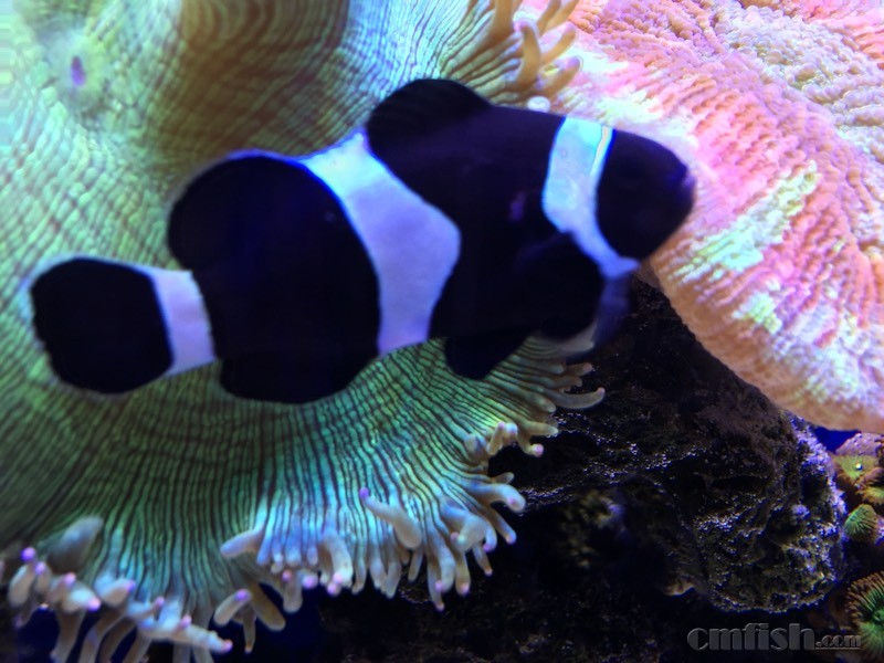 小丑魚養殖經濟效益_小丑魚養殖_養小丑魚最簡單的設備